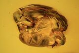 Detailed Fossil Beetle (Coleoptera) In Baltic Amber #109385-2